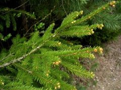 Gran (Picea abies)