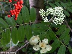 Rogn (Sorbus aucuparia)