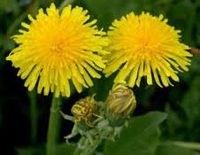 Løvetannslekta (Taraxacum)