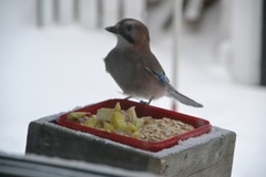 Nøtteskrike (Garrulus glandarius)