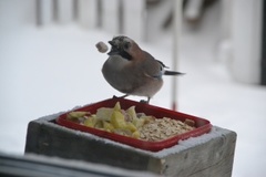 Nøtteskrike (Garrulus glandarius)