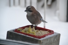 Nøtteskrike (Garrulus glandarius)