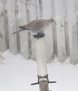 Tyrkerdue (Streptopelia decaocto)