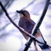 Nøtteskrike (Garrulus glandarius)