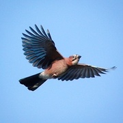 Nøtteskrike (Garrulus glandarius)