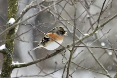 Bjørkefink (Fringilla montifringilla)