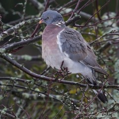 Ringdue (Columba palumbus)