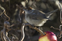 Munk (Sylvia atricapilla)