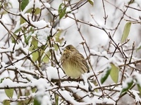 Gulspurv (Emberiza citrinella)