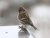 Gråsisik (Carduelis flammea)