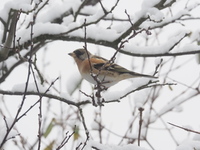 Bjørkefink (Fringilla montifringilla)