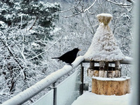 Svarttrost (Turdus merula)