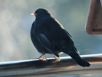 Svarttrost (Turdus merula)