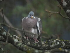 Ringdue (Columba palumbus)