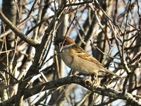 Pilfink (Passer montanus)