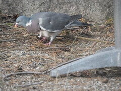 Ringdue (Columba palumbus)