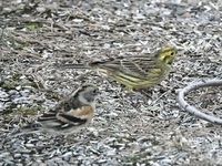 Gulspurv (Emberiza citrinella)