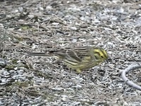 Gulspurv (Emberiza citrinella)