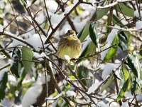 Gulspurv (Emberiza citrinella)