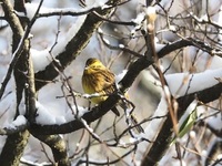 Gulspurv (Emberiza citrinella)