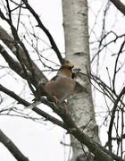 Kjernebiter (Coccothraustes coccothraustes)