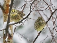 Gulspurv (Emberiza citrinella)