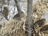 Gulspurv (Emberiza citrinella)