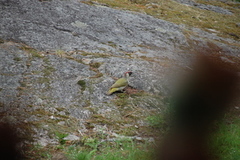 Grønnspett (Picus viridis)