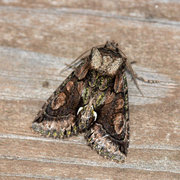 Irrfly (Allophyes oxyacanthae)