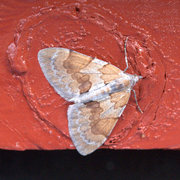 Fjærbarmåler (Pennithera firmata)