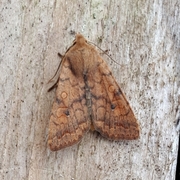 Bølgelinjet høstfly (Agrochola circellaris)