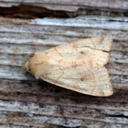 Vinkelfly (Enargia paleacea)