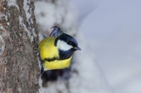 Kjøttmeis (Parus major)