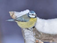 Blåmeis (Cyanistes caeruleus)