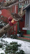 Gråtrost (Turdus pilaris)