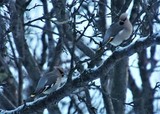 Sidensvans (Bombycilla garrulus)