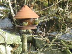 Grønnfink (Carduelis chloris)