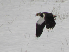 Vipe (Vanellus vanellus)