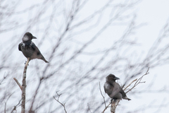 Kråke (Corvus cornix)