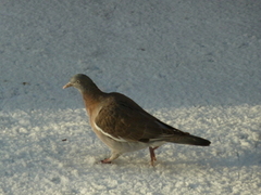 Ringdue (Columba palumbus)