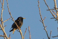 Stær (Sturnus vulgaris)