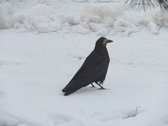 Kornkråke (Corvus frugilegus)