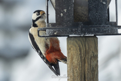 Flaggspett (Dendrocopos major)