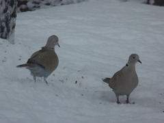 Tyrkerdue (Streptopelia decaocto)