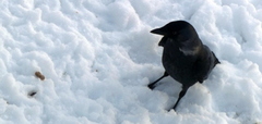 Kaie (Corvus monedula)