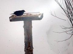 Svarttrost (Turdus merula)