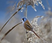 Skjeggmeis (Panurus biarmicus)