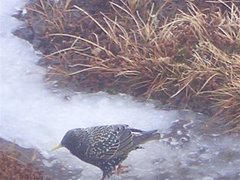 Stær (Sturnus vulgaris)