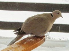 Tyrkerdue (Streptopelia decaocto)