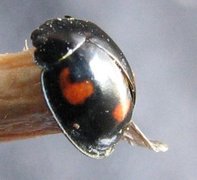 Marihøner (Coccinellidae)